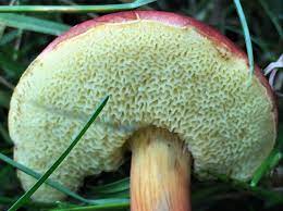 Ruby Bolete