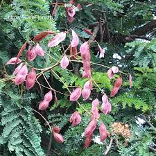 Image result for Peltophorum pterocarpum