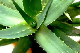 There are a few ways you can use aloe to improve how your hair look. Can Aloe Vera Stimulate Hair Growth