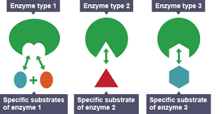 Enzyme specificity - Properties of enzymes and use in industries - 4th  level Science Revision - BBC Bitesize