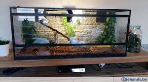 Afbeeldingsresultaat Voor Terrarium Kopen