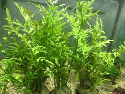 Image result for Ceratopteris