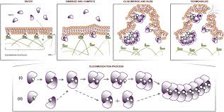 Chemical lysis and mechanical lysis. Phosphoinositide Mediated Oligomerization Of A Defensin Induces Cell Lysis Elife