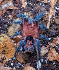 Image result for Cyrtorchis glaucifolia