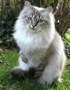 Neva Masquerade cat - Cat Breeds Encyclopedia