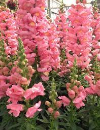 Plant Snapdragon Rocket Pink Flower Seeds Snapdragon Flowers Flowers Perennials