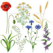 Wildflowers Set Wildflower Mural Flower Painting Watercolor Flowers