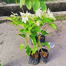 Pokok ini berasal dari tropika afrika, zaire, malaysia, asia tenggara. Tertunailah Hasrat Di Hati Pokok Janda Kaya