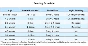Baby Squirrel Care Formula Feeding