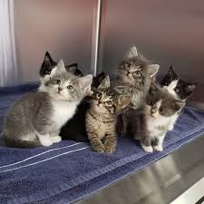 Named After The 7 Dwarfs Rescued By The Animal Compassion Team Act California Kittens Cutest Pretty Cats Cats