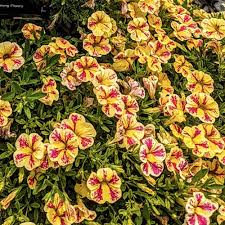 Image result for calibrachoa million bells