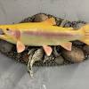 29 inch rainbow trout two sided wall mount. Https Encrypted Tbn0 Gstatic Com Images Q Tbn And9gcqzpvmh Yot9c7wyka4y0oraqw Y0zvbm3kvsm00jptj4eec8wx Usqp Cau