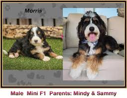 Pick your puppy up from our home in indiana or let us know if you would like to have your puppy delivered to an airport near you. Puppies Vs Adults Mini Bernedoodles Walnut Valley Puppies