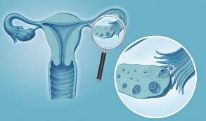 Hormone sind botenstoffe, die im körper produziert werden. Der Weibliche Zyklus Und Seine Phasen Kanyo