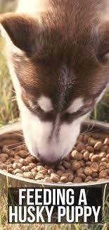 Best food for husky puppies. Feeding A Husky Puppy Quantities Timings And Choosing A Food