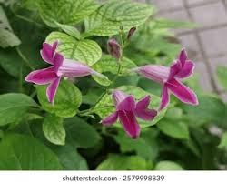 Image result for Asystasia intrusa