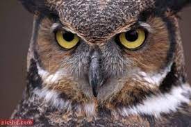 صور البومة معلومات عن طائر البومة great horned owl owl eyes owl