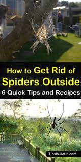 6 Brilliant Ways To Get Rid Of Spiders Outside In 2020 Get Rid Of Spiders Spiders Repellent Diy Spiders Repellent