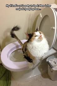 Majestic Pooping Face Funny Animals Funny Pictures Cats