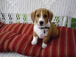 For this year, spring and summer interior ideas are still characterized with the addition of indoor plants on pot and. 19 Unusual Crossbreed Dogs That Prove Mutts Are The Ultimate Cute