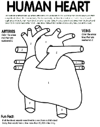 This below coloring sheet meassure is around 600 pixel x 735 pixel with approximate file size for around 108.01 kilobytes. Human Body Free Coloring Pages Crayola Com
