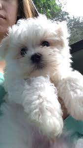 How To Care For A Maltese Dog 8 Steps With Pictures Wikihow Maltese Puppy Maltese Dogs Maltese Breed