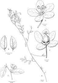 Image result for Phyllanthus kaessneri