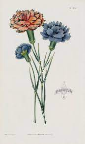Dianthus Caryophyllus Varieties Of Picotees From William Curtis Best Prints Botanical Illustration Flower Drawing Plant Illustration