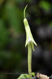 Image result for Nervilia crociformis