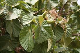 Image result for Cola pierlotii