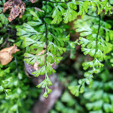 Image result for Hymenophyllum tunbridgense