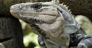 El Tolok O Iguano Puedes Encontrarlo Practicamente En Todos Lados En Yucatan Ciudades Mayas Yucatan Animales