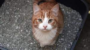 Best Cat Litter Dust Free Flushable And Odor Control Options Petsradar