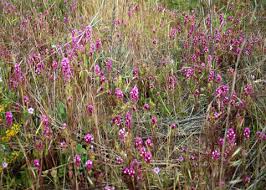 Image result for Ottelia exserta