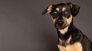 Maybe you would like to learn more about one of these? Match Dog Rescue In New Jersey Sending Dogs To Puppy Bowl 2021