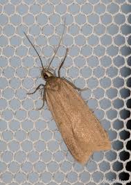 Image result for Chionodes electellus