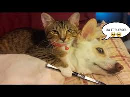 Funny Dog Videos Tamil Comedy Animal Videos Tamil Youtube