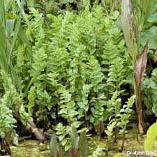 Image result for Berula erecta
