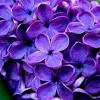 Chi di voi conosce nomi di fiori originali da. 1