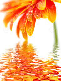Orange Gerbera Flower Isolated On White Background Gerbera Flower Orange Lily Flower Flower Duvet
