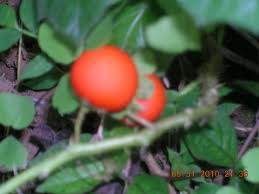 Image result for Solanum capsicoides