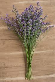 Image result for Limonium