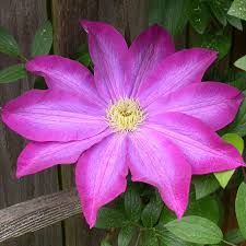 Small to medium, double, bright pink flowers. Clematis Kakio Pink Champagne Wayside Gardens