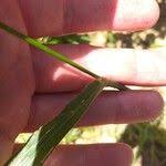 Image result for Digitaria milanjiana