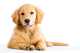 You'll find below all the articles written in the puppy category of this site. Miniature Golden Retriever Is The Comfort Retriever The Dog For You Perfect Dog Breeds