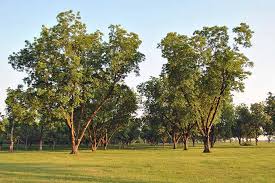 How To Grow And Care For Pecan Trees Gardener S Path