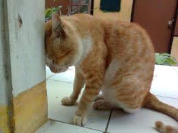 Lihat ide lainnya tentang gambar kucing lucu, kucing, kucing lucu. Cara Gemukkan Kucing
