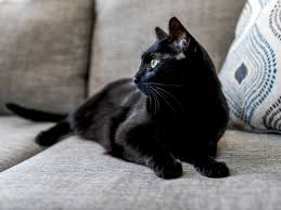 See more ideas about children's book characters, book characters, character costumes. 5 Fascinating Facts About Black Cats