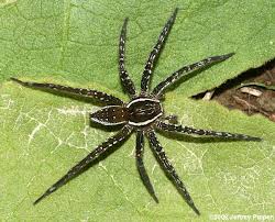 Aug 24, 2014 · fishing spiders are the largest spiders native to wisconsin and minnesota. Fishing Spider Spider Spider Bites Arachnids