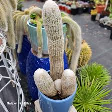 Image result for Sopubia lanata